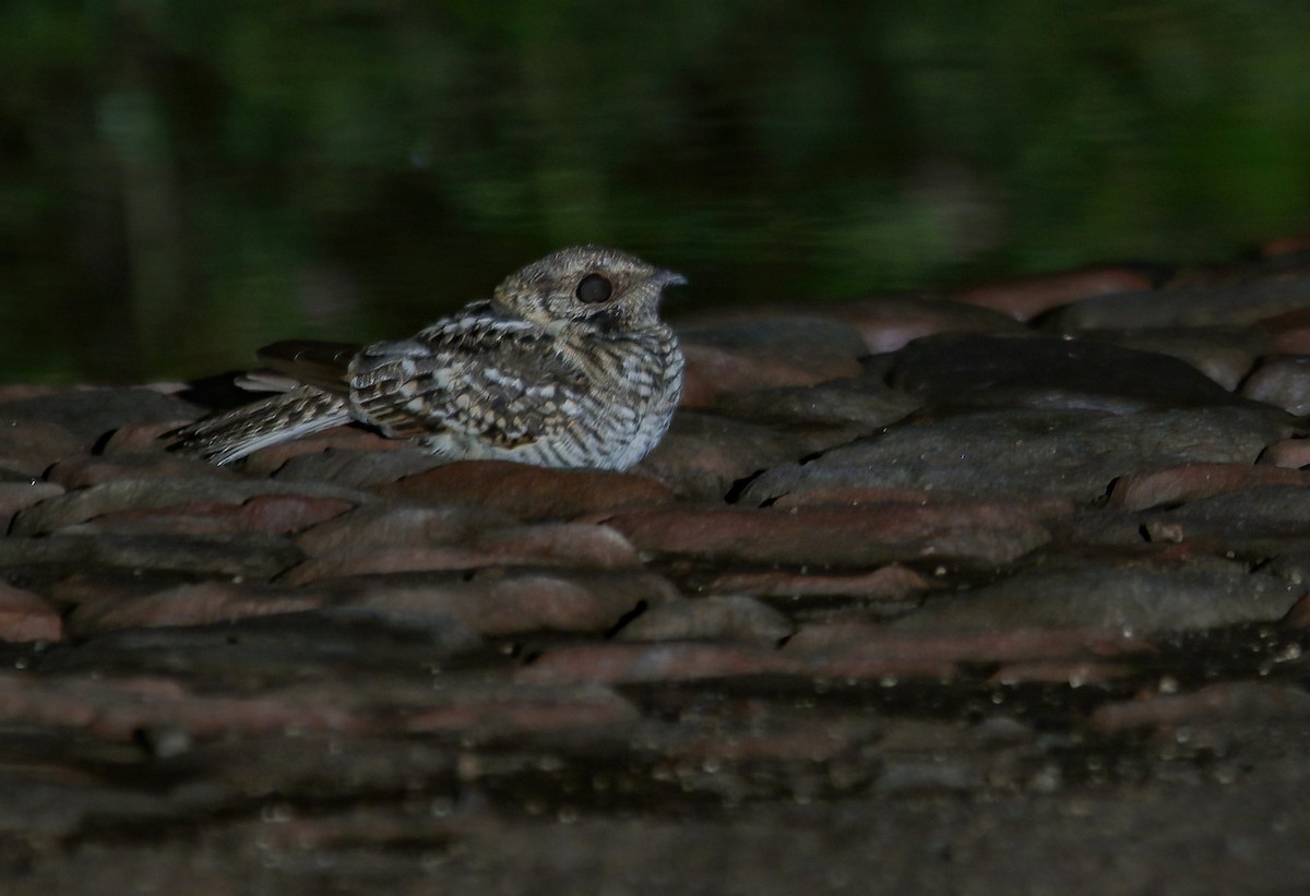 White-tailed Nightjar - Alex Boas