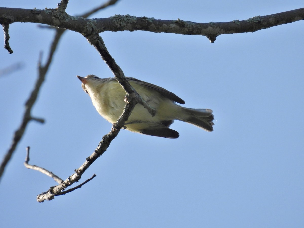 Warbling Vireo - ML621768606