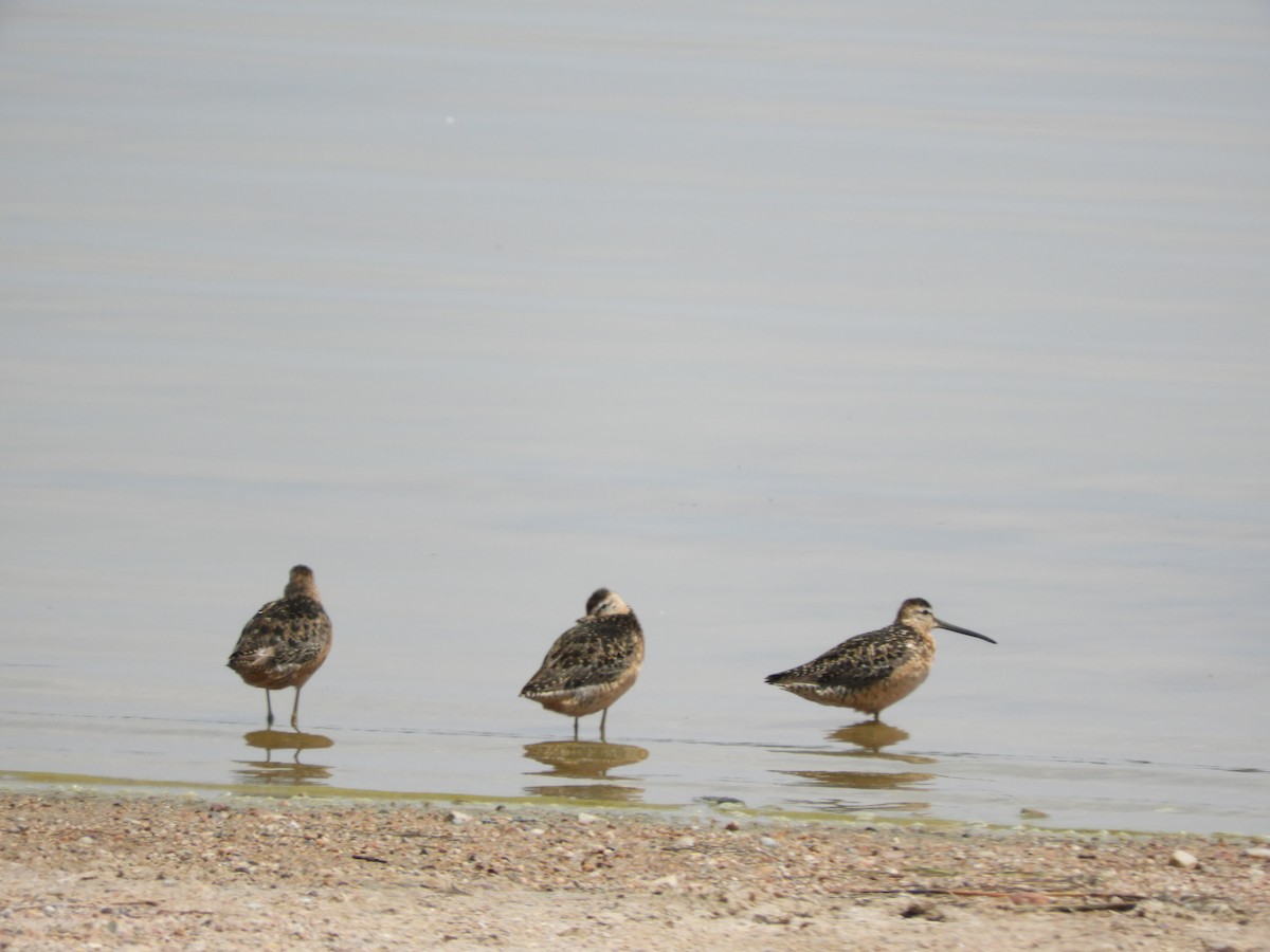 Long-billed Dowitcher - ML621768633