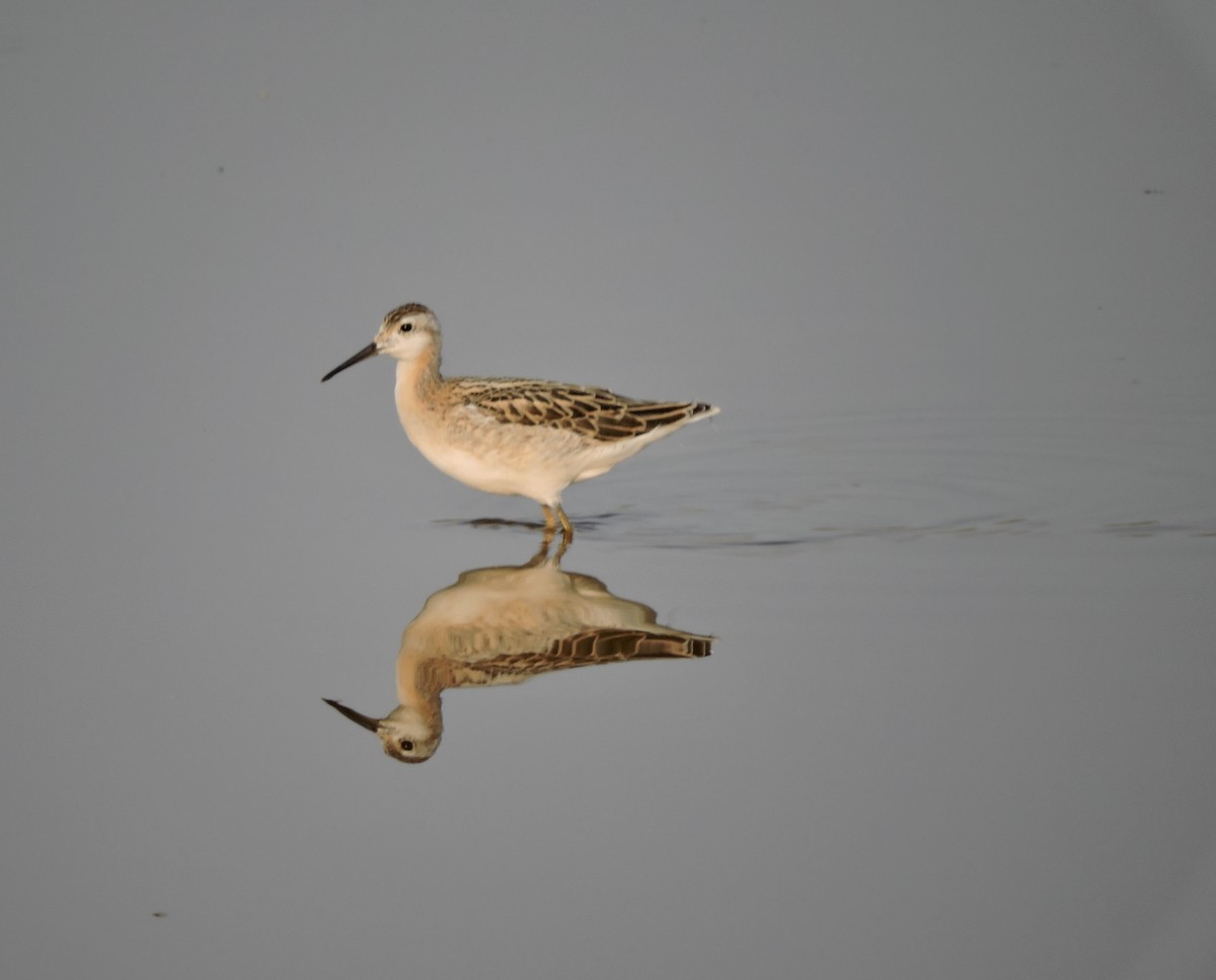 Wilson's Phalarope - ML621768635