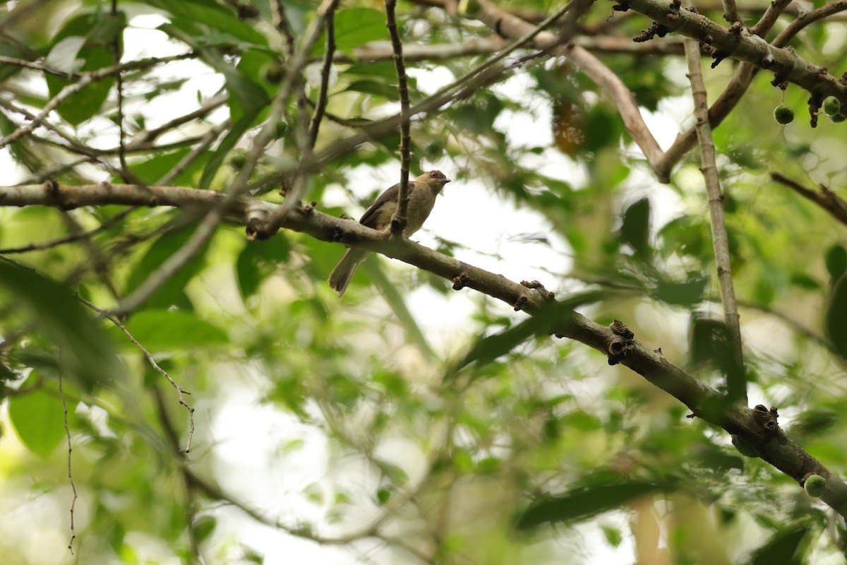 Red-eyed Bulbul - ML621768726