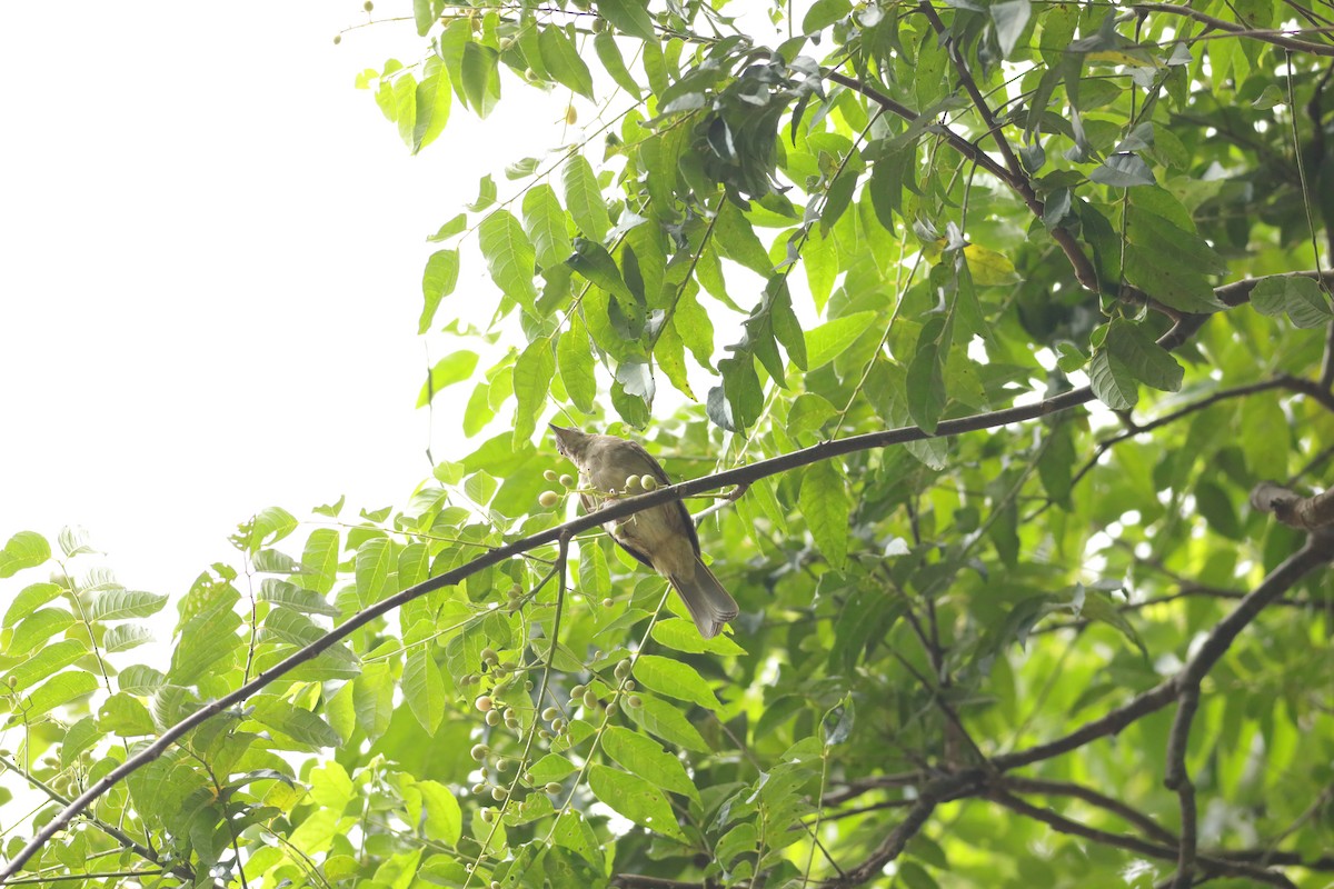 Red-eyed Bulbul - ML621768728