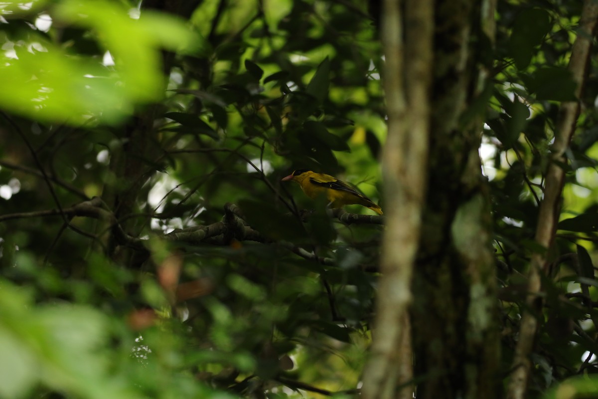 Black-naped Oriole - ML621768772