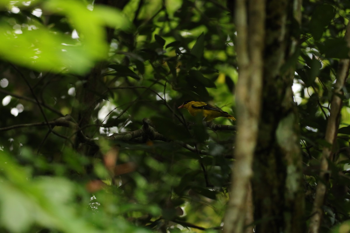 Black-naped Oriole - ML621768774