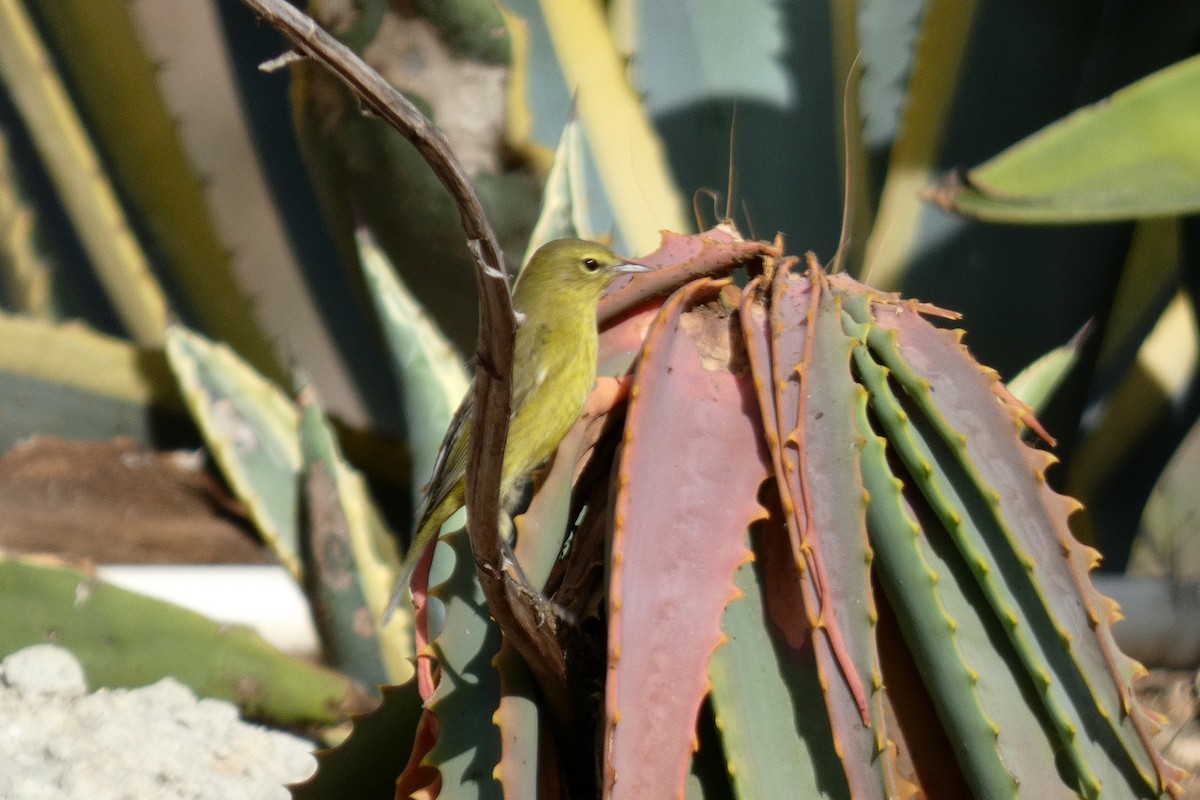 Orange-crowned Warbler - ML621768804