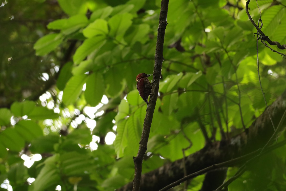 Banded Woodpecker - ML621768826