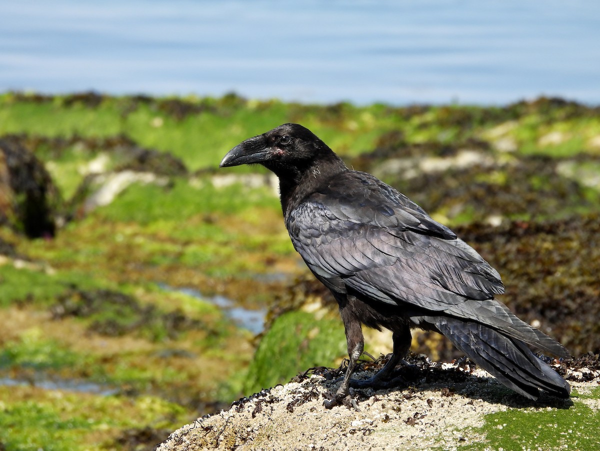 Common Raven - ML621768836