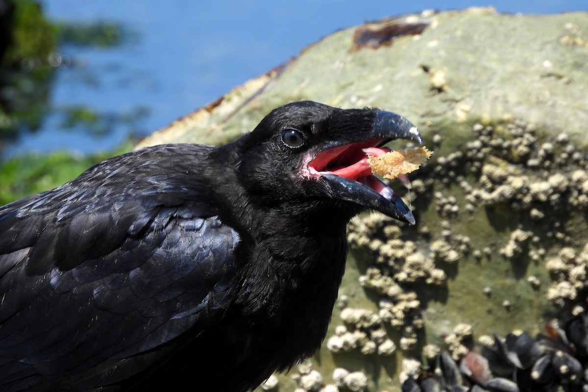 Common Raven - ML621768840