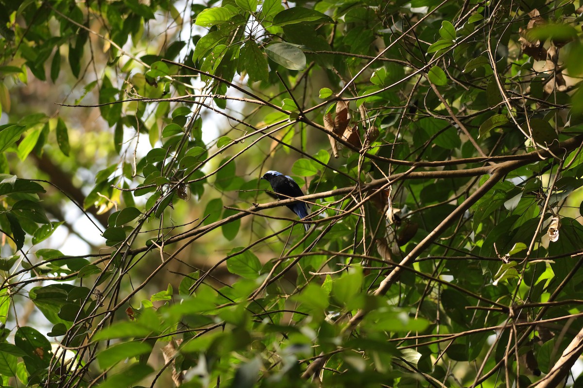 Asian Fairy-bluebird - ML621768844