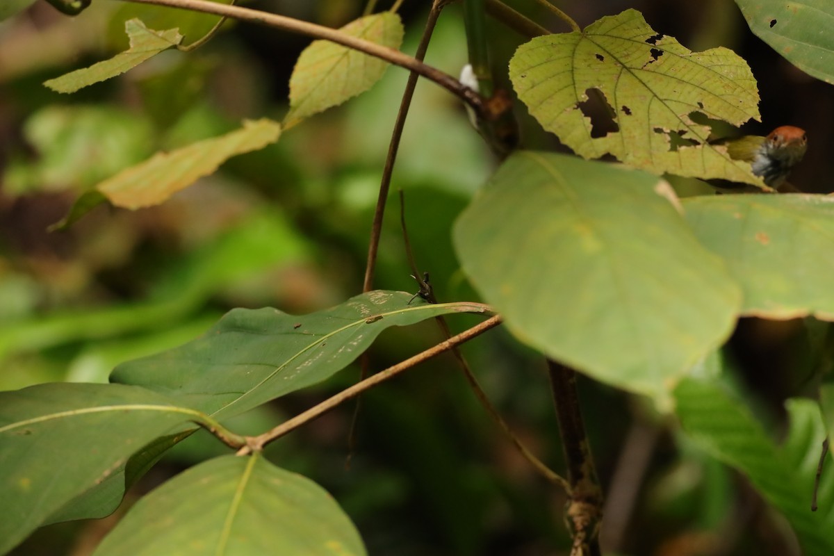 Common Tailorbird - ML621768860