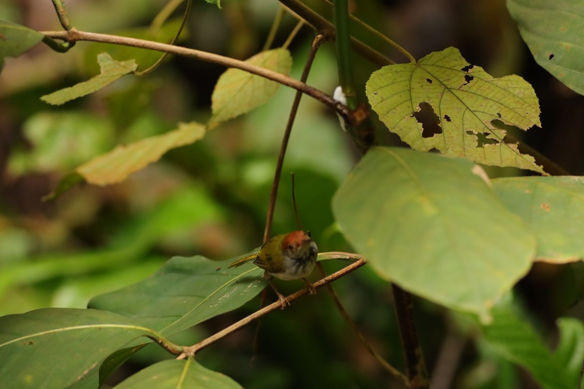 Common Tailorbird - ML621768861