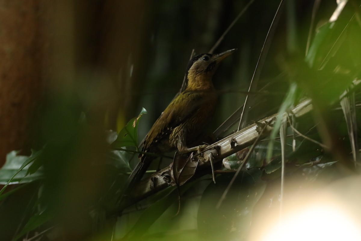 Laced Woodpecker - Jai Humphries