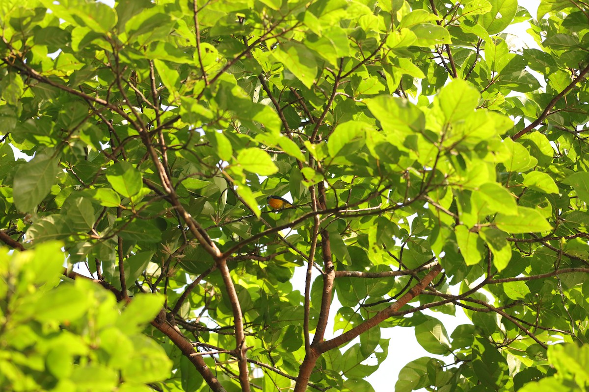 Orange-bellied Flowerpecker - ML621768902