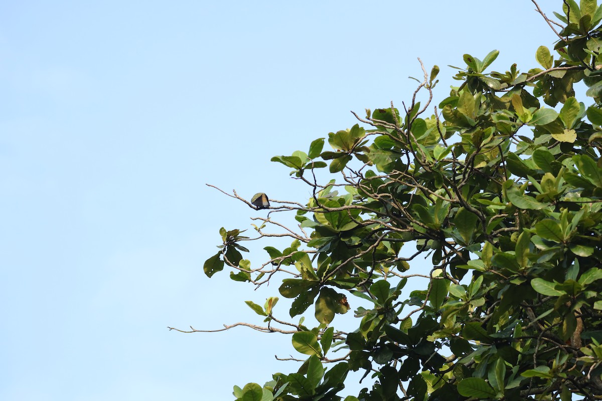 Pink-necked Green-Pigeon - ML621768913