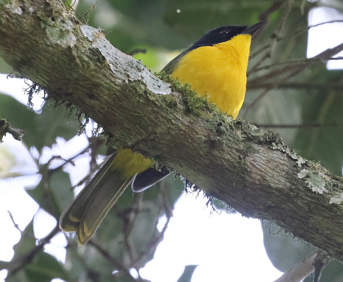 Black-fronted Bushshrike - Ashley Banwell