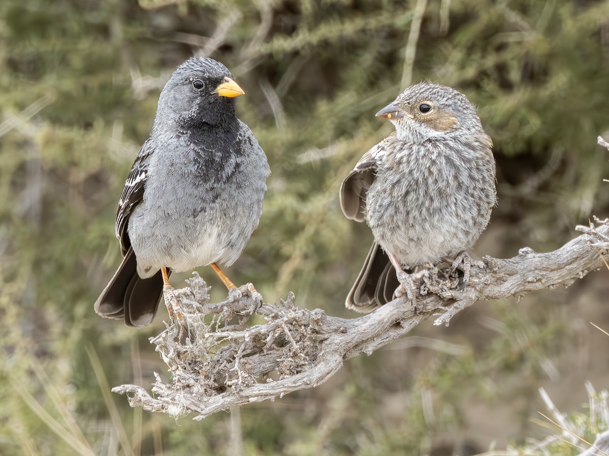 Mourning Sierra Finch - ML621768999