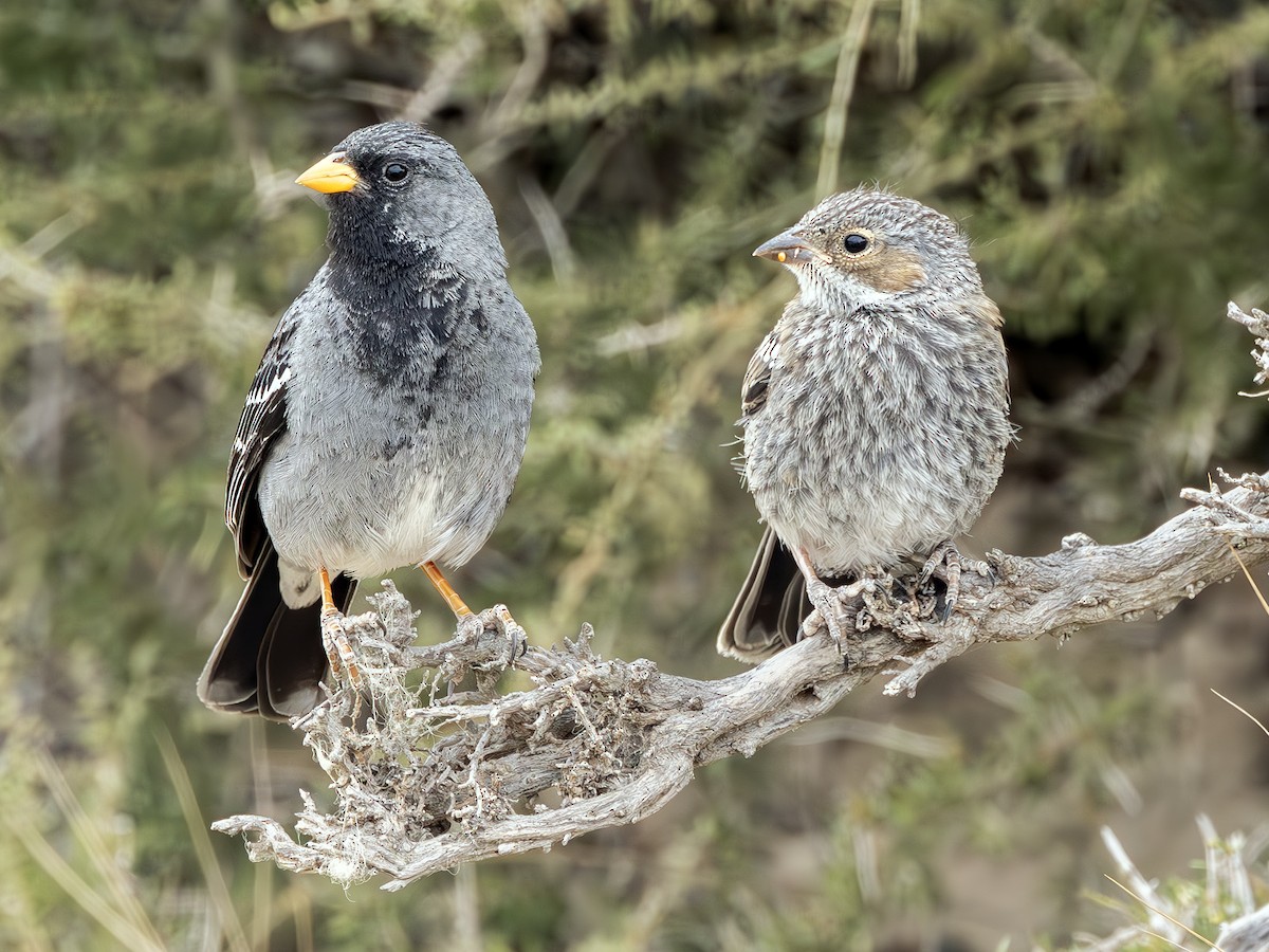 Mourning Sierra Finch - Peter Kondrashov