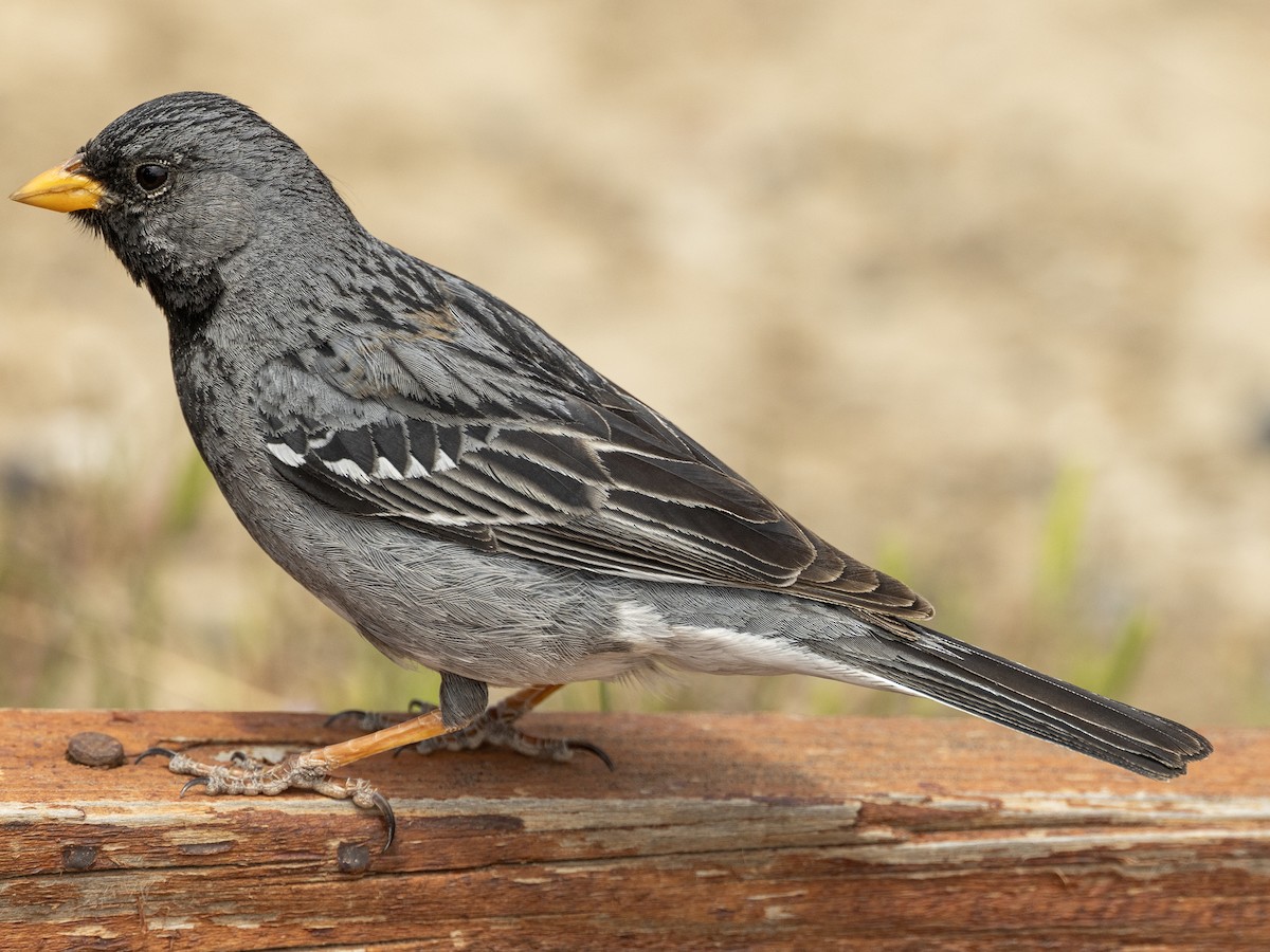 Mourning Sierra Finch - ML621769001