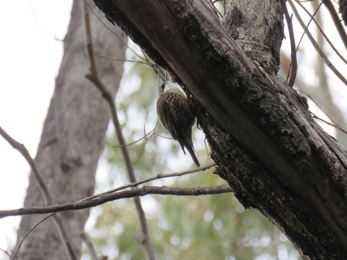 White-throated Treecreeper - ML621769025