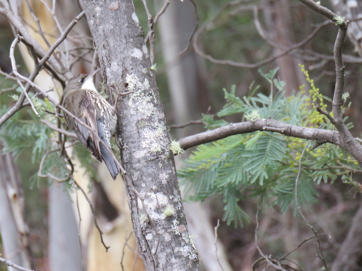 White-throated Treecreeper - ML621769028