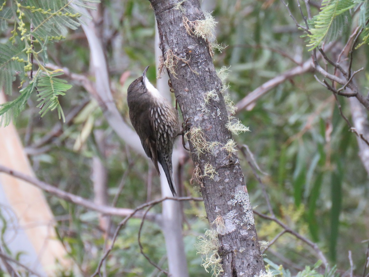 White-throated Treecreeper - ML621769041