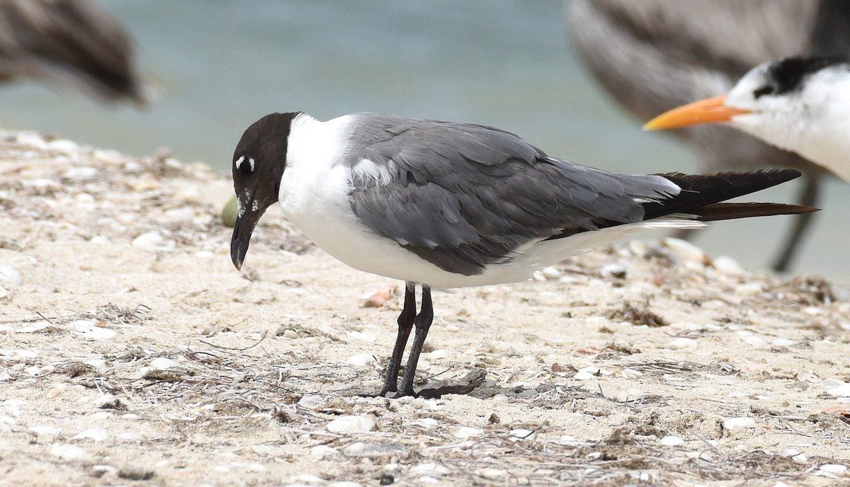 Laughing Gull - ML621769086