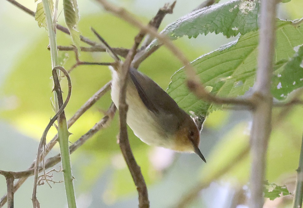 African Tailorbird - ML621769101