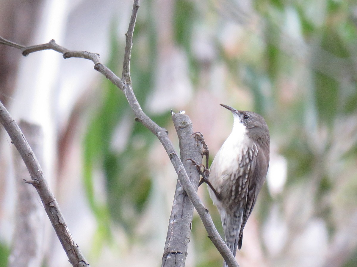 White-throated Treecreeper - ML621769133