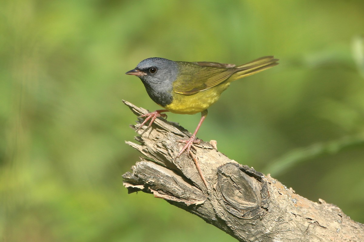 Mourning Warbler - ML621769233