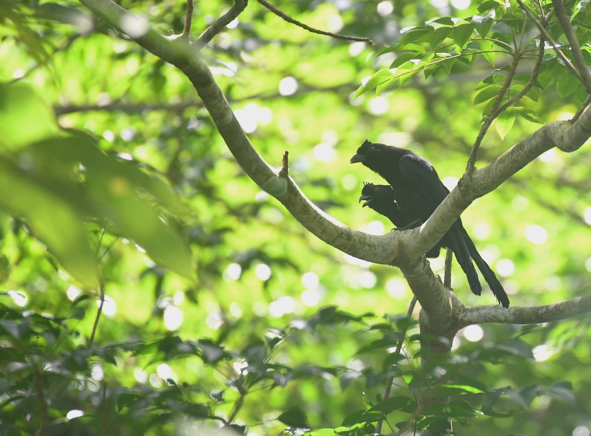 Black Magpie (Bornean) - ML621769235