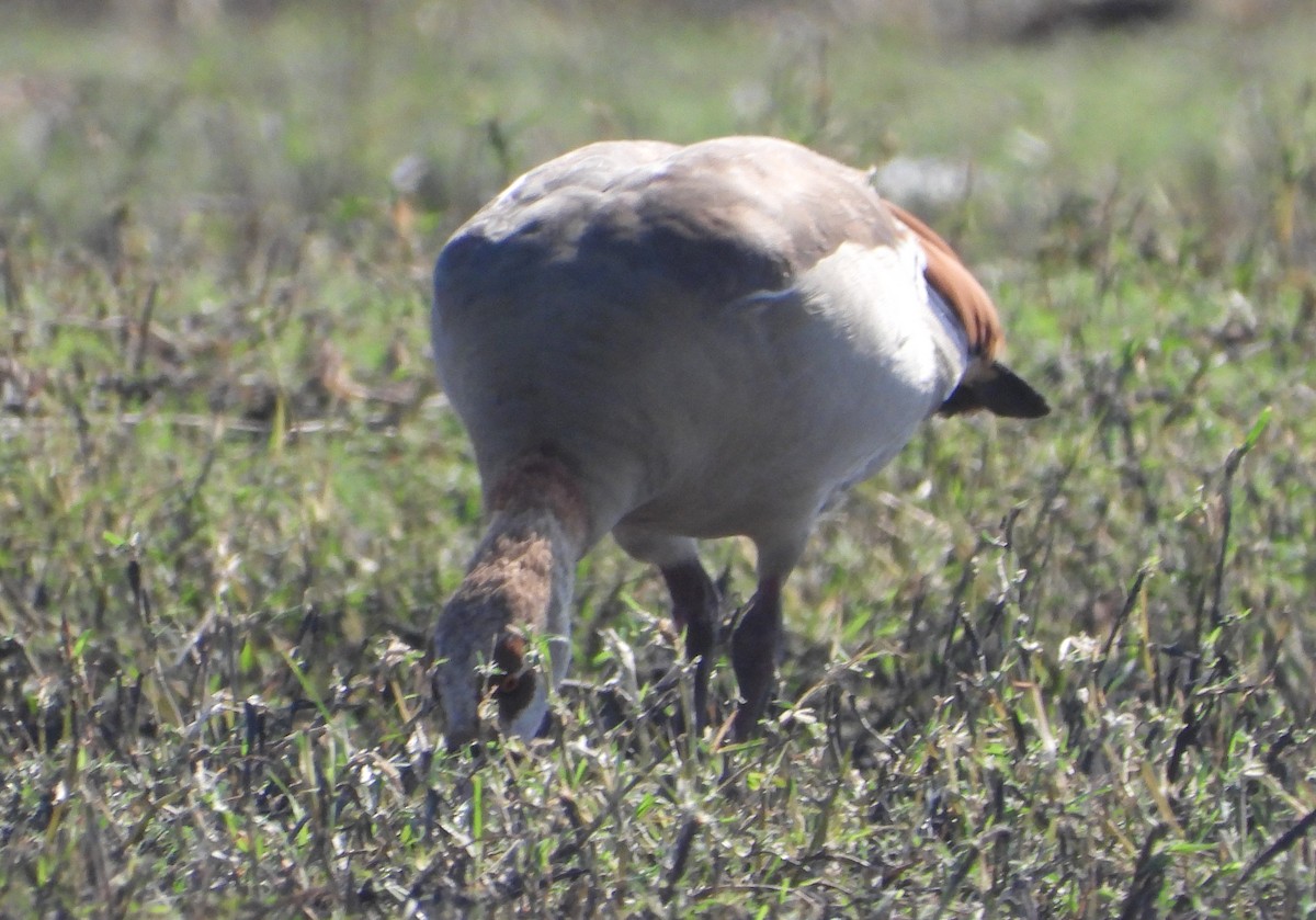 Egyptian Goose - ML621769240