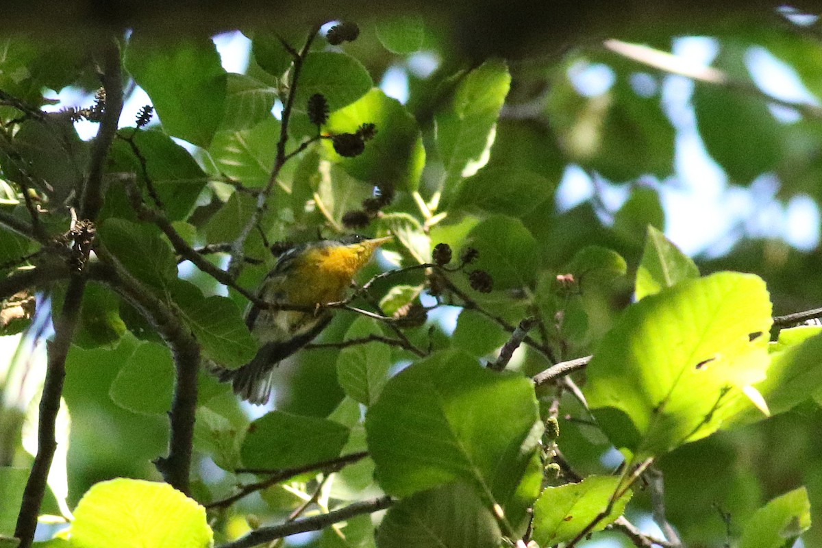 Tropical Parula - Matt Sadowski