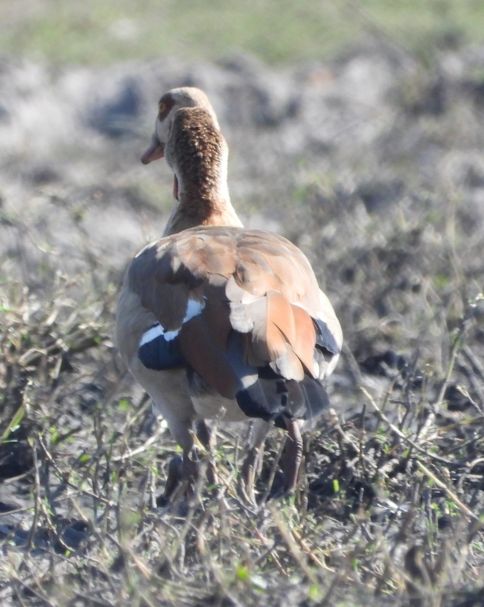 Egyptian Goose - Rodney Macready