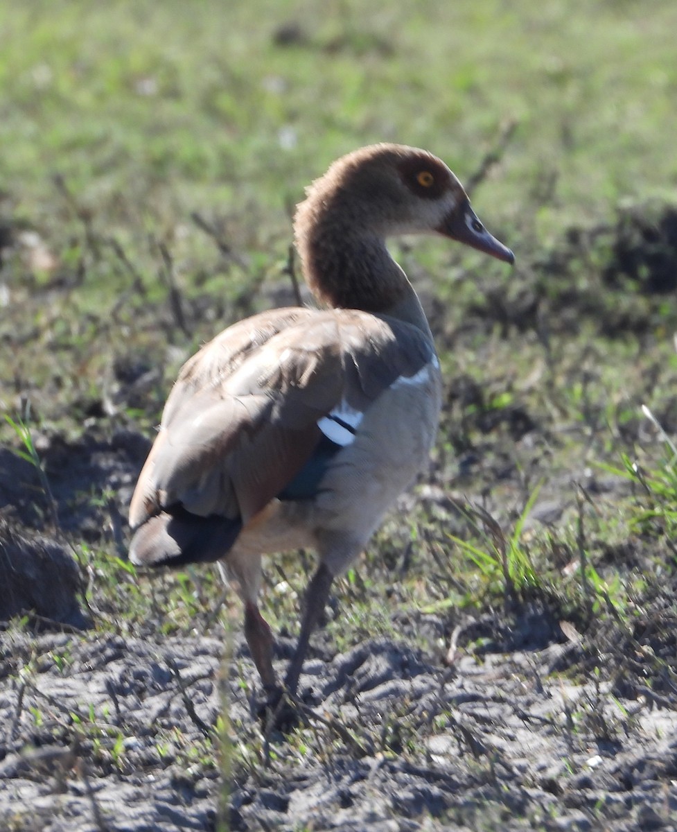 Egyptian Goose - ML621769314