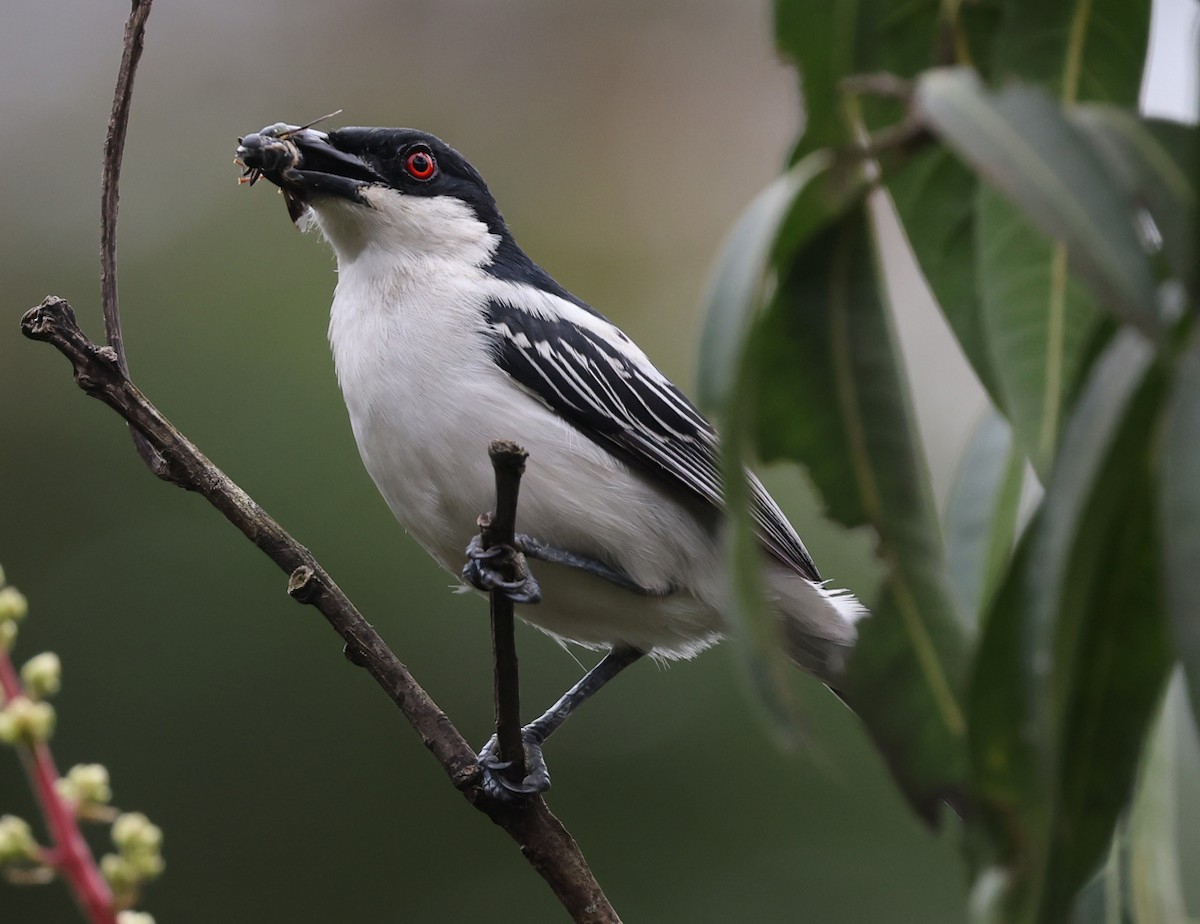 Black-backed Puffback - ML621769316