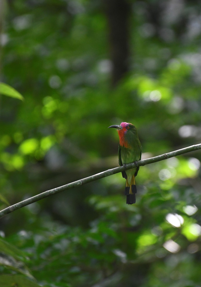 Red-bearded Bee-eater - ML621769327