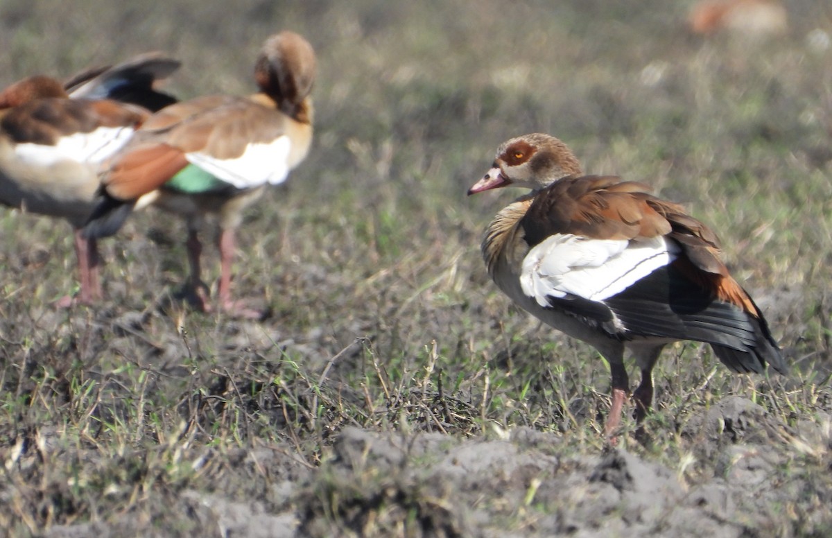 Egyptian Goose - ML621769358