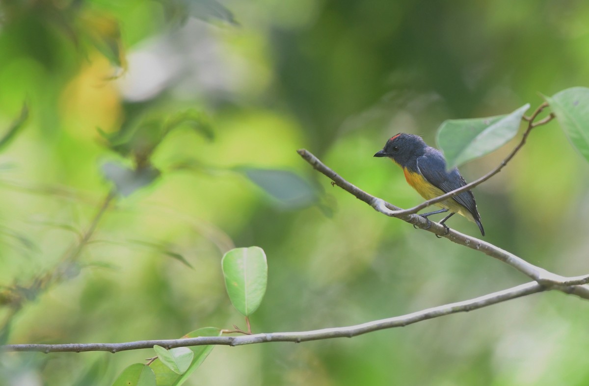 Yellow-rumped Flowerpecker - ML621769396