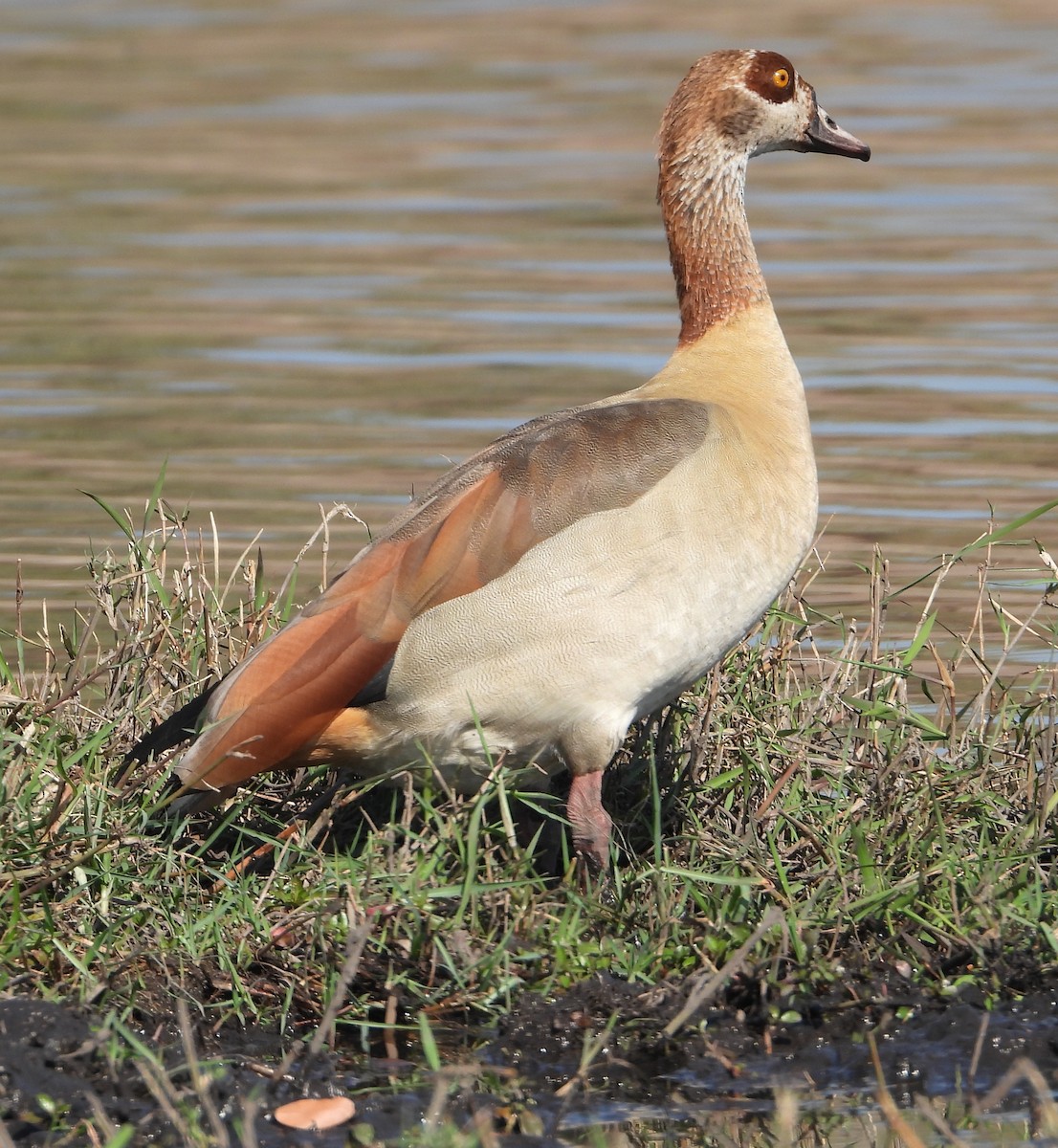 Egyptian Goose - Rodney Macready