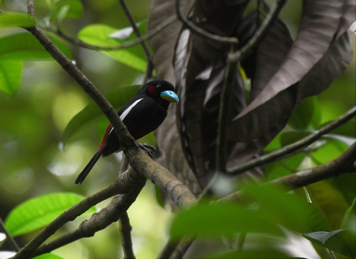 Black-and-red Broadbill - ML621769539