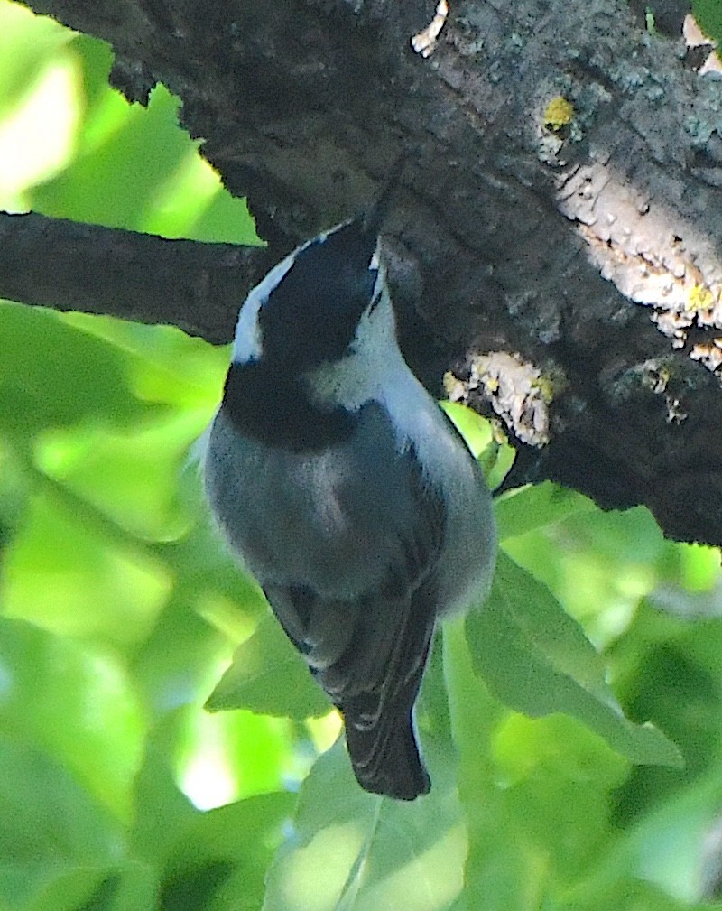 Trepador Pechiblanco (carolinensis) - ML621769554