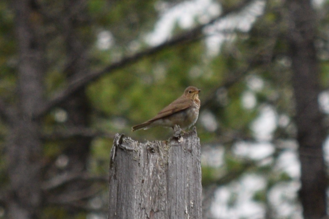 Swainson's Thrush - ML621769571