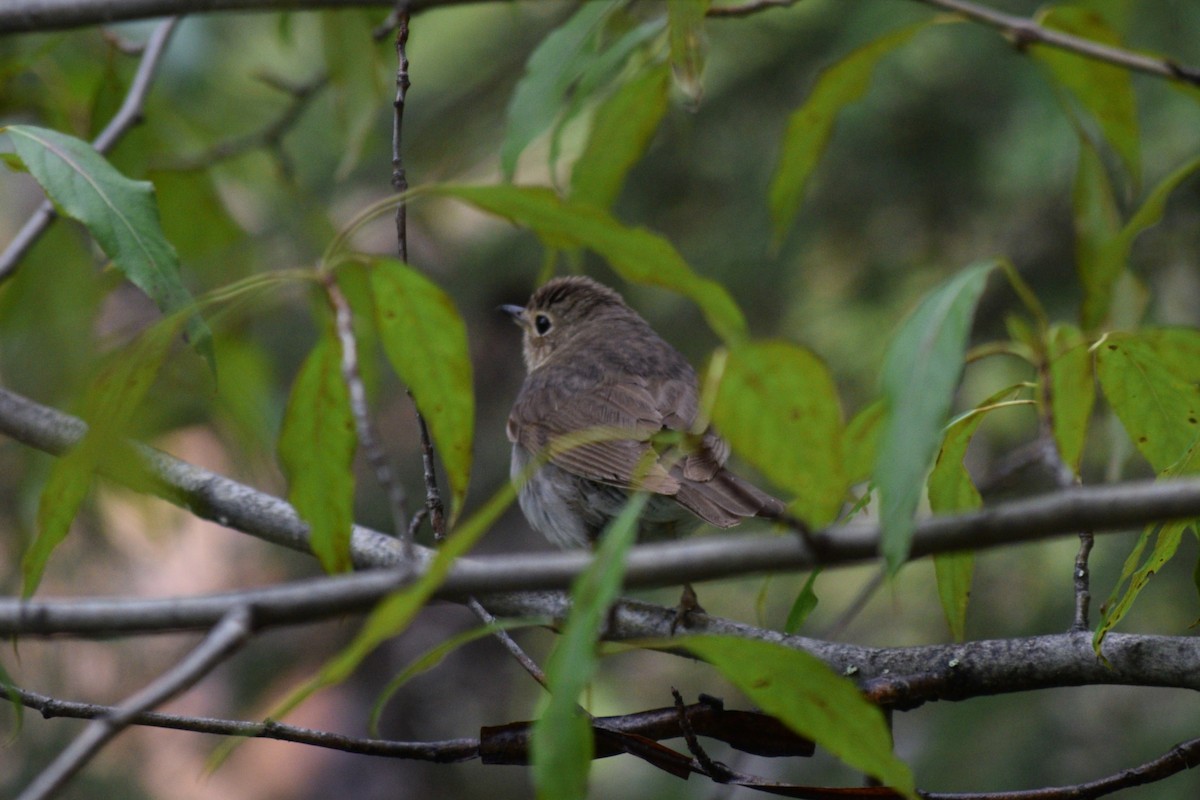 Swainson's Thrush - ML621769575