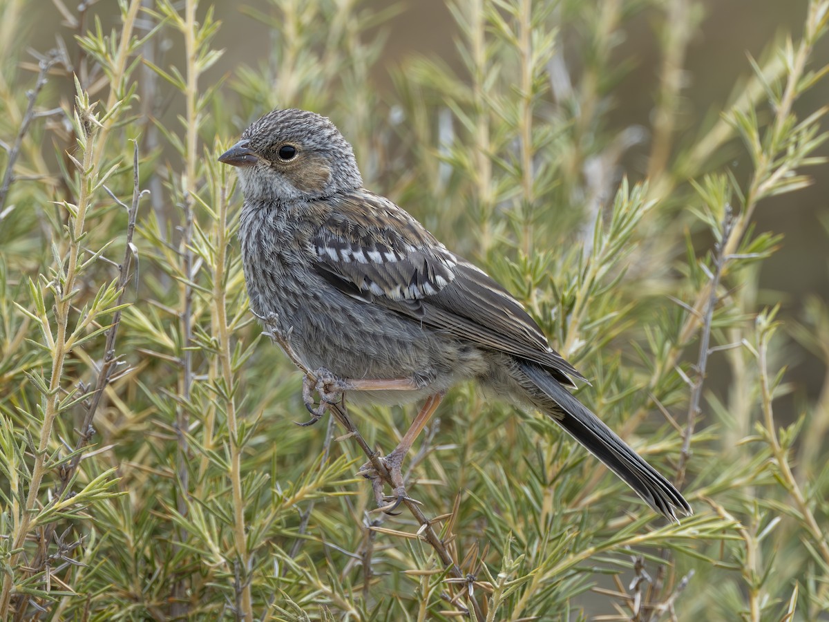 Mourning Sierra Finch - ML621769577