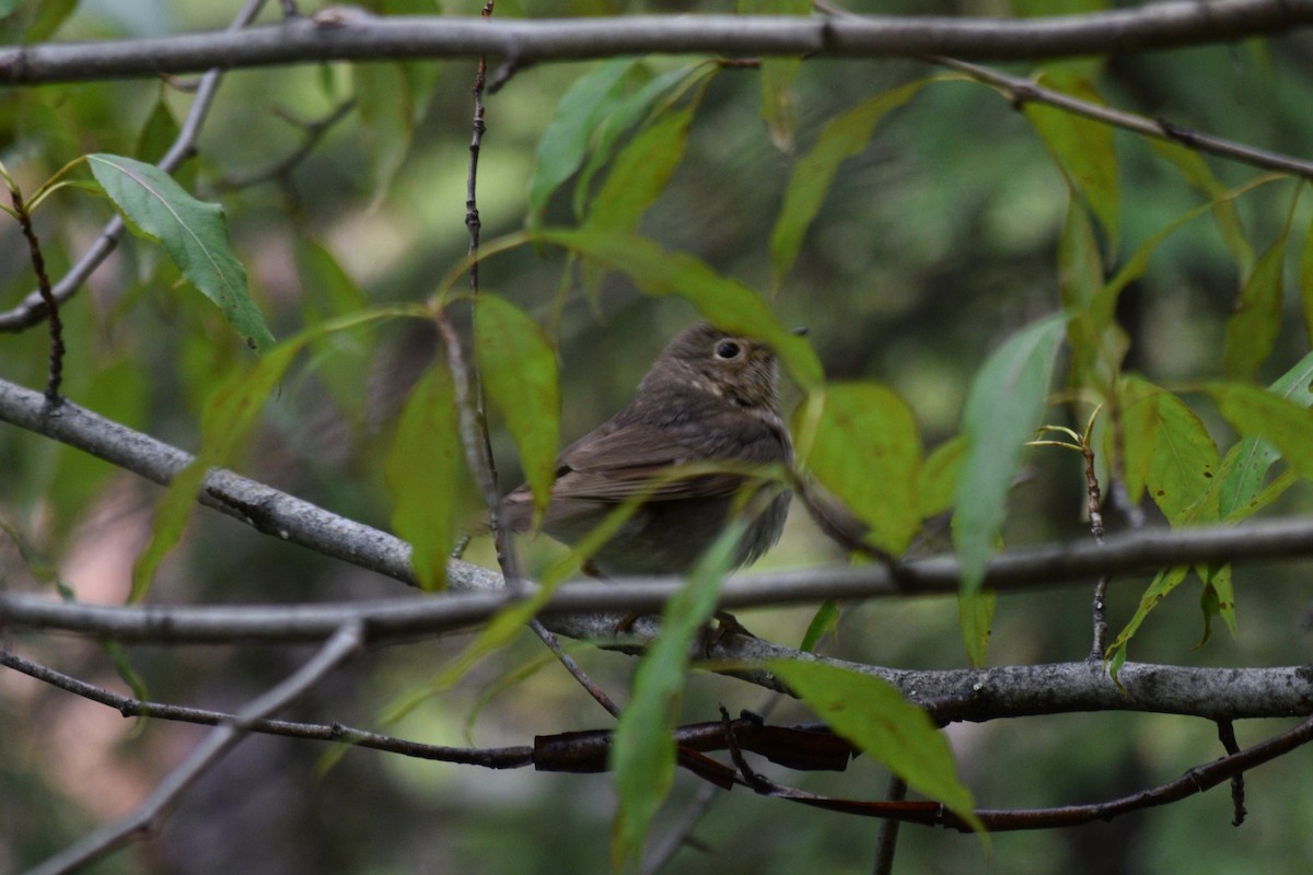 Swainson's Thrush - ML621769578