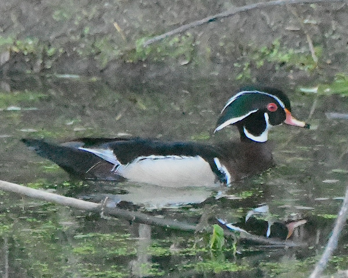 Wood Duck - Ted Wolff