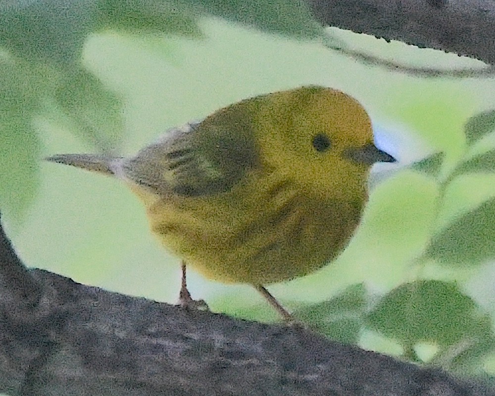 Yellow Warbler - ML621769585