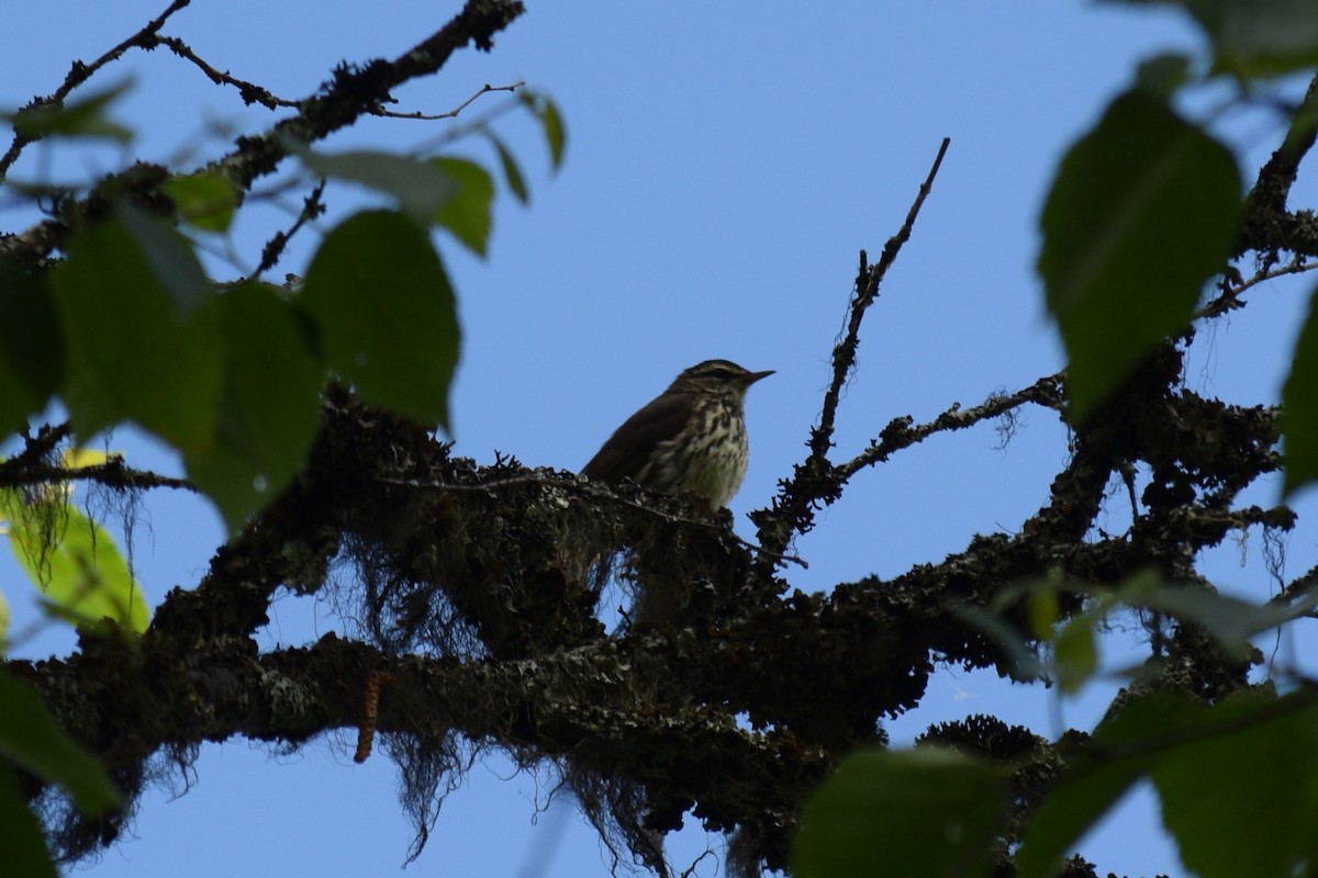 キタミズツグミ - ML621769603