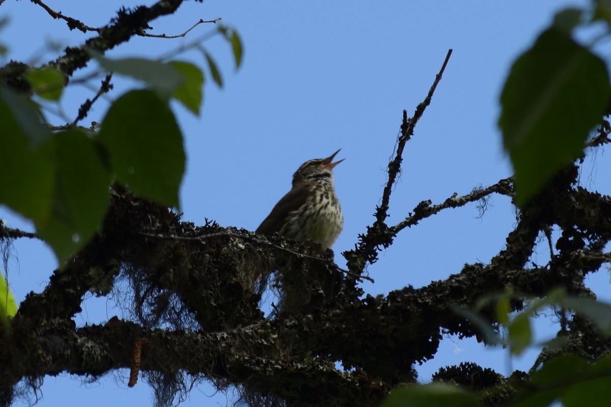 キタミズツグミ - ML621769612