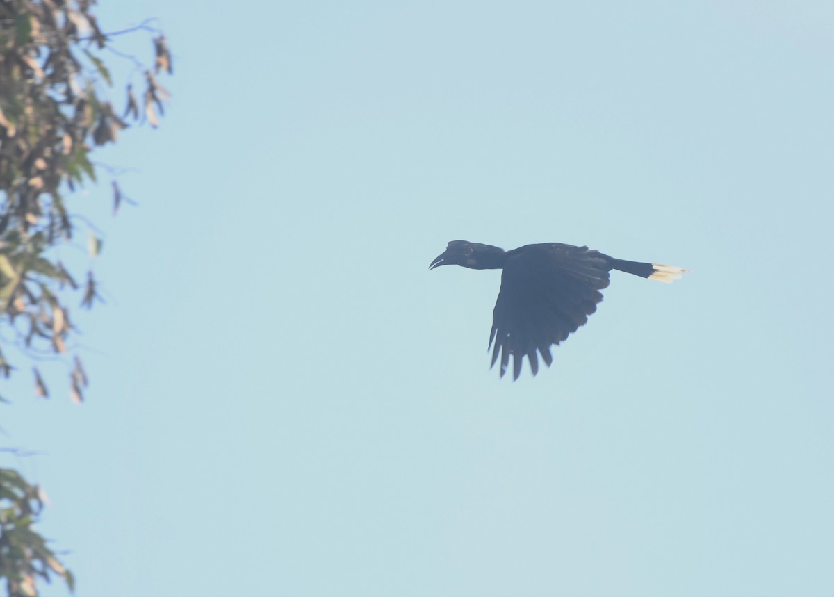 Black Hornbill - ML621769668